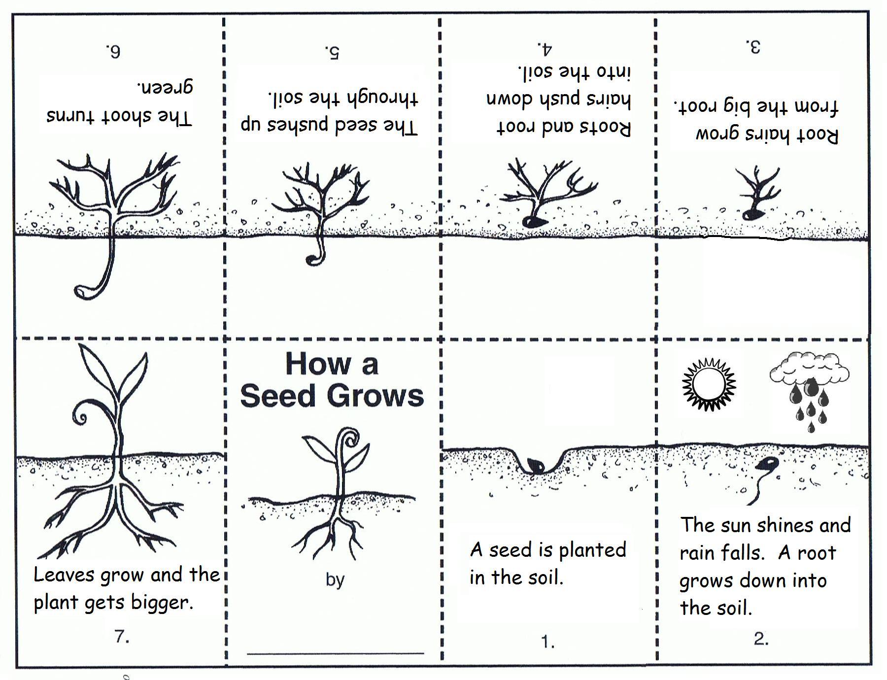 Seed Book